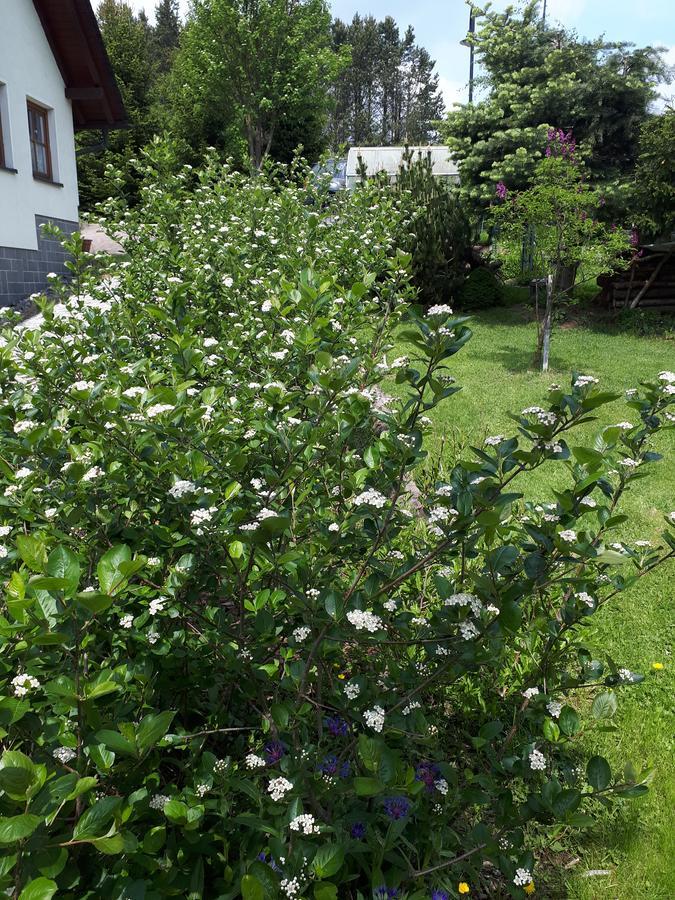 Ferienwohnung Aronia Garten كورورت اوبرويسنثا المظهر الخارجي الصورة